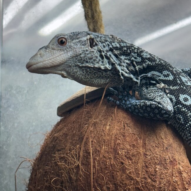 Blue Spotted Tree Monitor, Varanus macraei