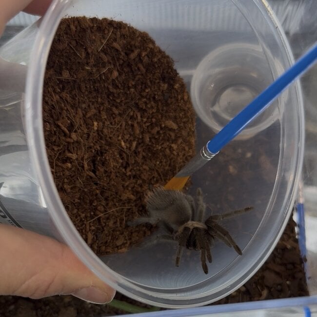 Tarantula Gentle Relocation Brush