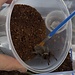 Tarantula Gentle Relocation Brush