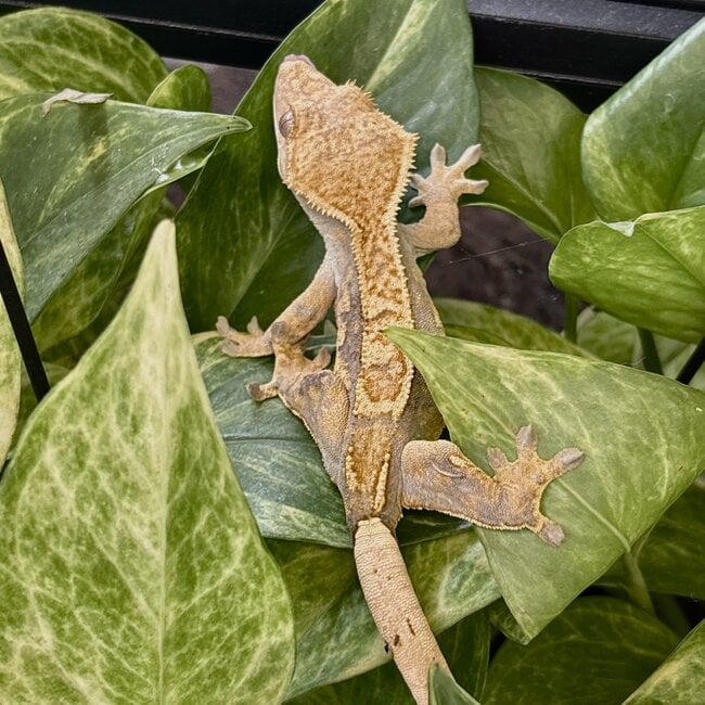 Pinstripe Crested Gecko '3A'
