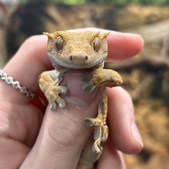 Pinstripe Crested Gecko '3A'