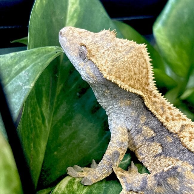 Pinstripe Crested Gecko '3A'