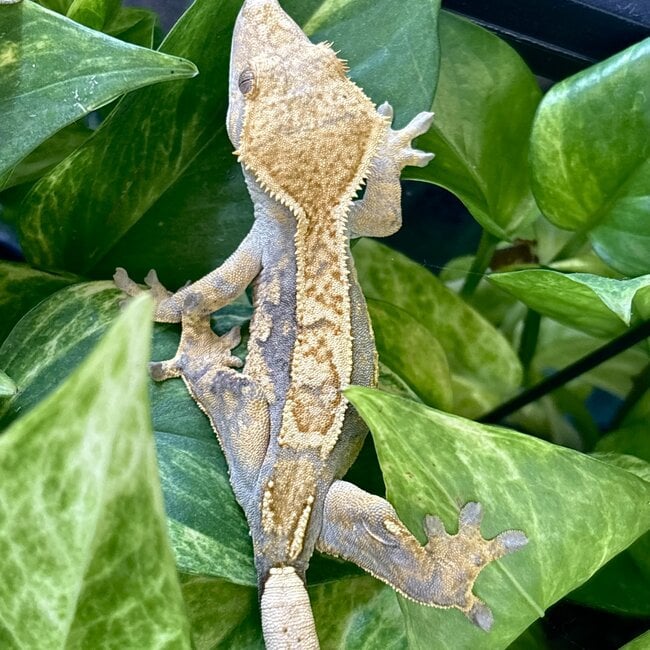 Pinstripe Crested Gecko '3A'