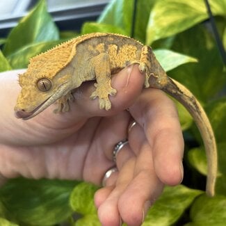 Pinstripe Crested Gecko '3A'