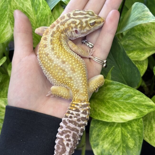 Tremper White Yellow Bold Stripe Leopard Gecko Female