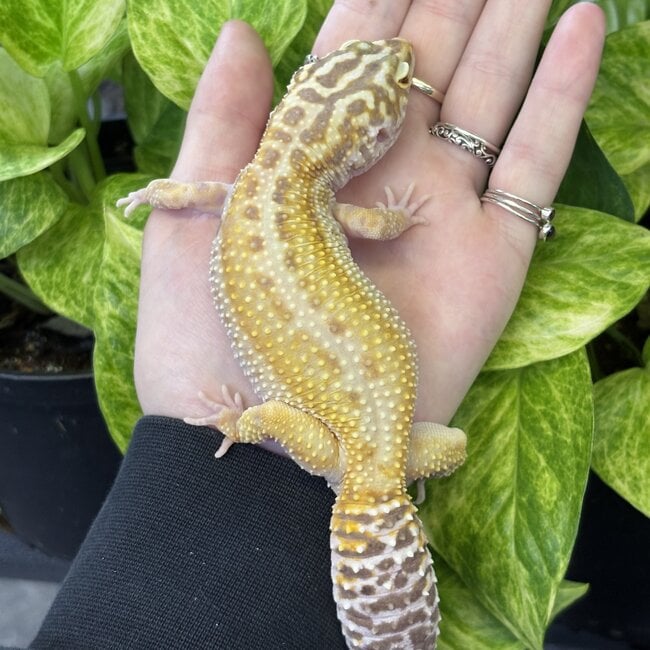 Tremper White Yellow Bold Stripe Leopard Gecko Female
