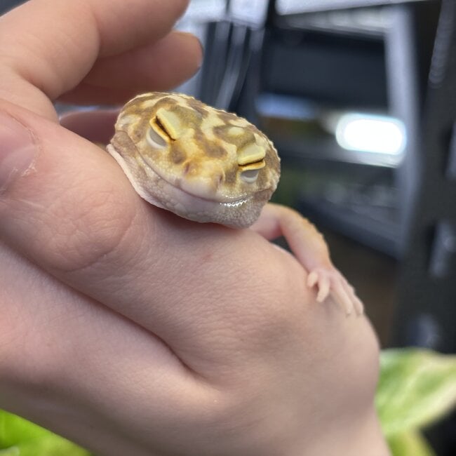 Tremper White Yellow Bold Stripe Leopard Gecko Female