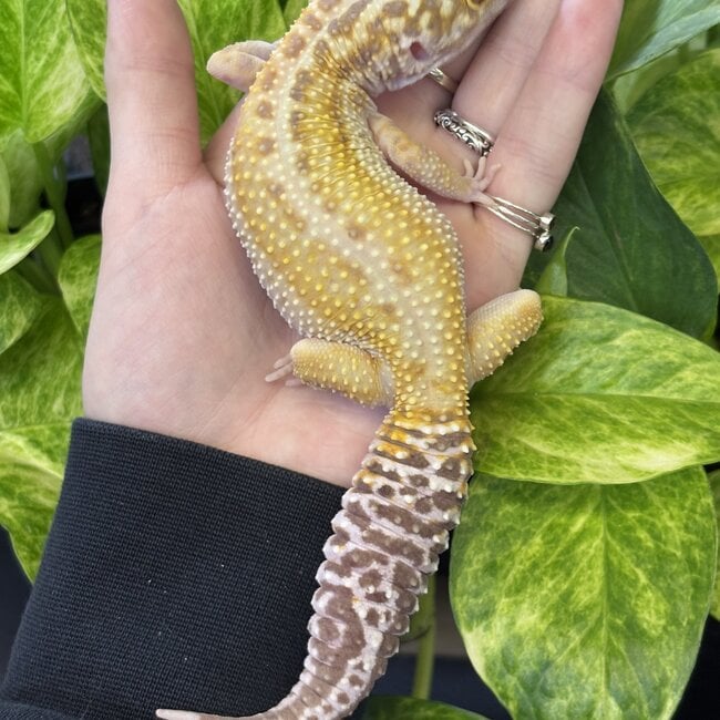Tremper White Yellow Bold Stripe Leopard Gecko Female