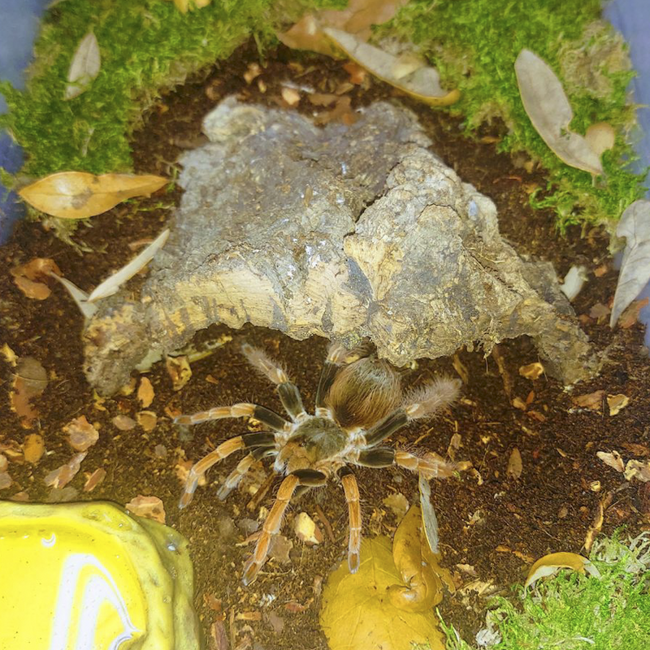 Josh's Frogs Arachnid BioBedding Bioactive Substrate - 1 quart