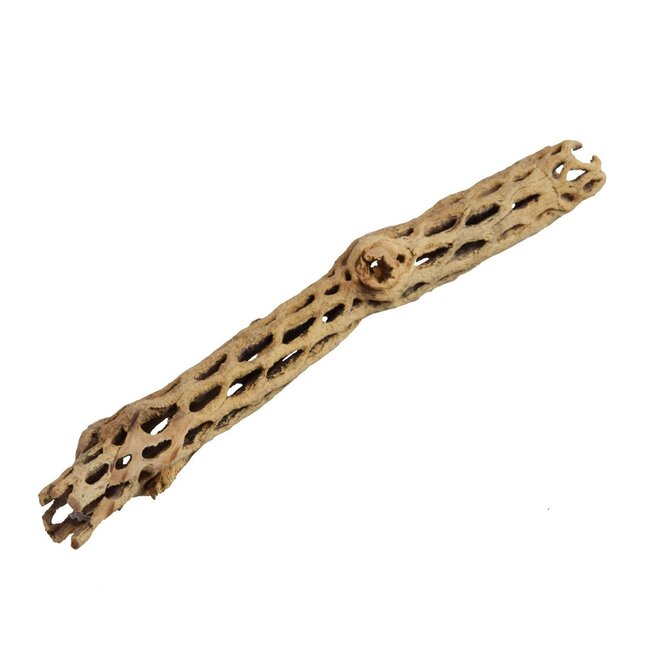Cholla Sticks - Medium - 6"