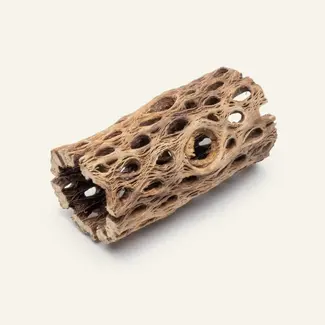 Cholla Sticks - Small - 4"