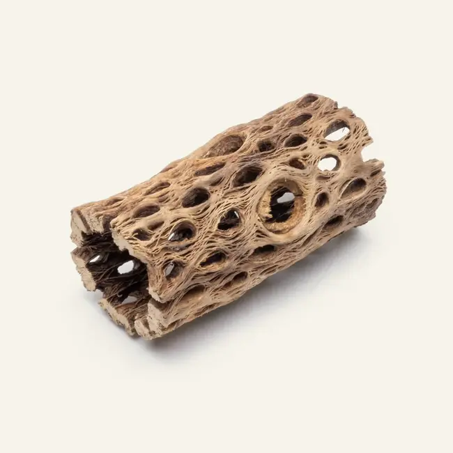Cholla Sticks - Small - 4"