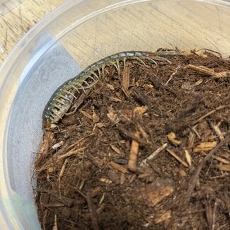 Ghana Long Tailed Centipede, Rhysida sp. 3"