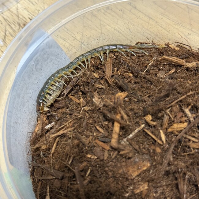 Ghana Long Tailed Centipede, Rhysida sp. 3"