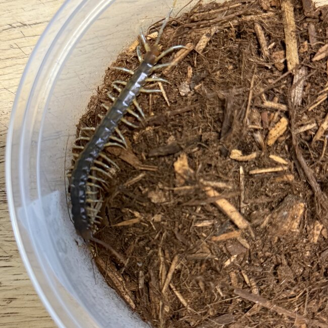 Ghana Long Tailed Centipede, Rhysida sp. 3"