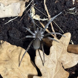 Southern House Spider, Kukulcania hibernalis 1.5-2"