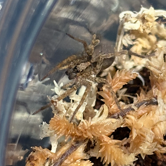 Porto Santo Wolf Spider, Hogna maderiana ex. schmitzi 0.75"