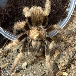 Aphonopelma chalcodes 'Arizona Blonde' Male 4"
