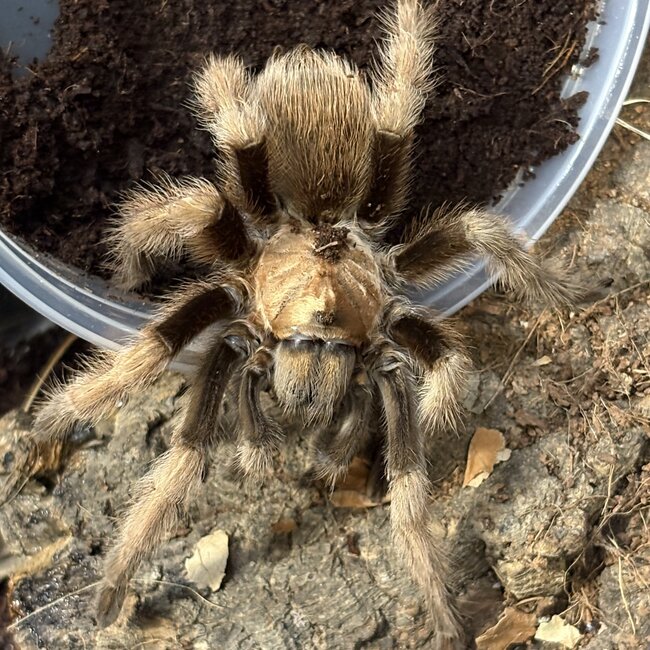 Aphonopelma chalcodes 'Arizona Blonde' Male 4"