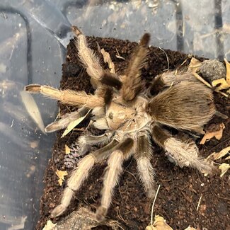 Aphonopelma chalcodes 'Arizona Blonde' Female 4"