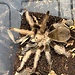 Aphonopelma chalcodes 'Arizona Blonde' Female 4"