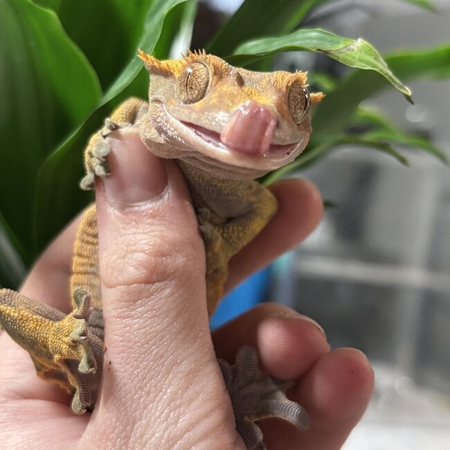 Crested Gecko ‘McNubbins’ Female SP