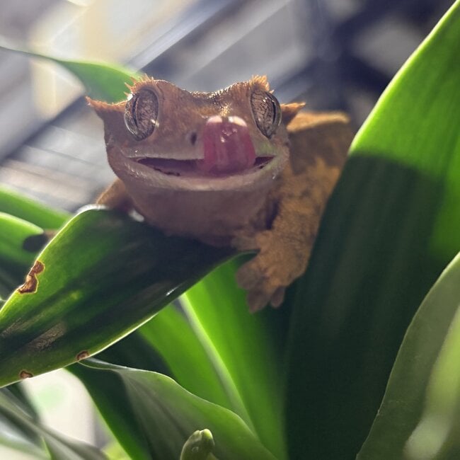 Crested Gecko ‘McNubbins’ Female SP