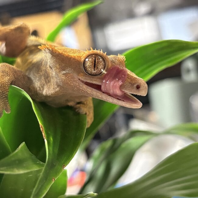 Crested Gecko ‘McNubbins’ Female SP