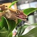 Crested Gecko ‘McNubbins’ Female SP