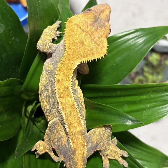 Crested Gecko ‘McNubbins’ Female SP
