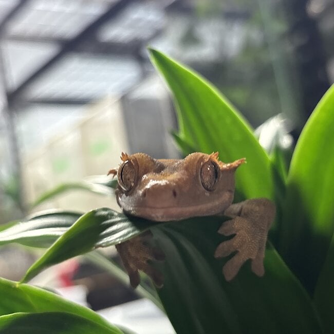 Crested Gecko ‘Mrs Krispies’ Female SP
