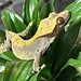 Crested Gecko ‘Mrs Krispies’ Female SP