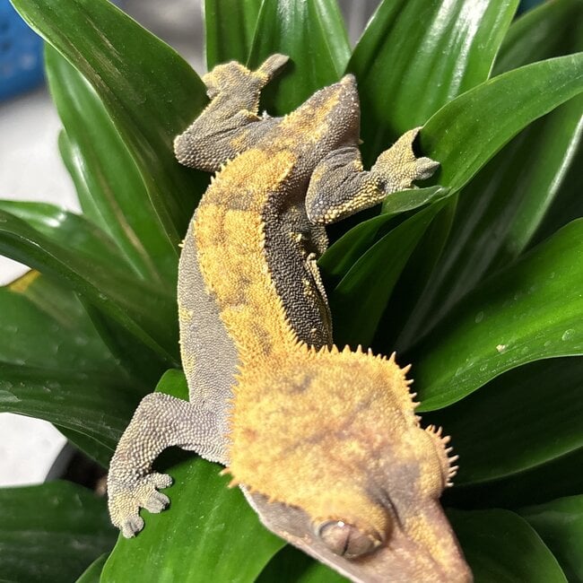 Crested Gecko ‘Mrs Krispies’ Female SP