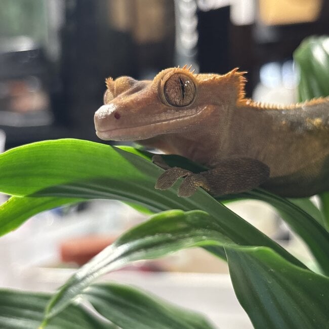 Crested Gecko ‘Mrs Krispies’ Female SP