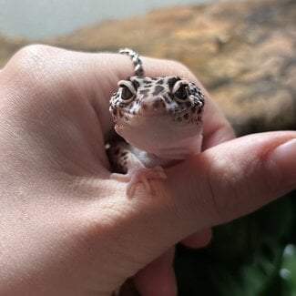 Leopard Gecko ‘Oreo’ Female SP