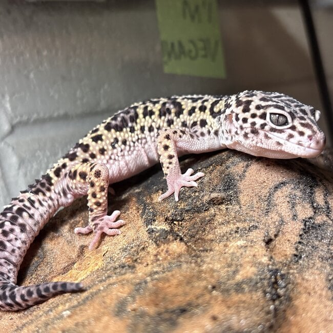 Leopard Gecko ‘Oreo’ Female SP