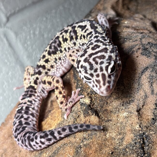 Leopard Gecko ‘Oreo’ Female SP