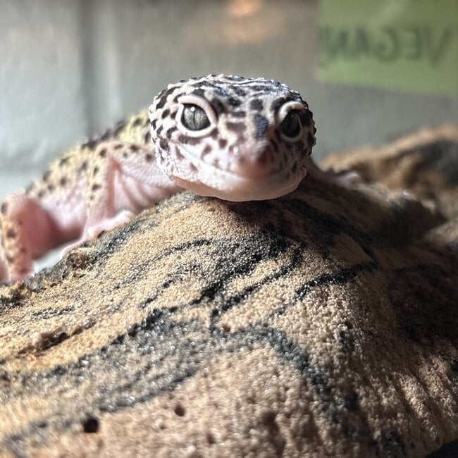 Leopard Gecko ‘Oreo’ Female SP