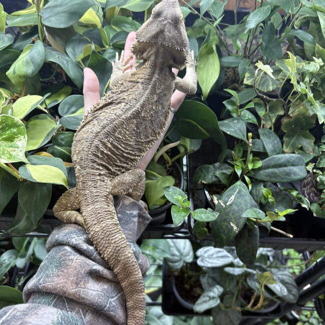 Bearded Dragon 'Snuggles' Female SP