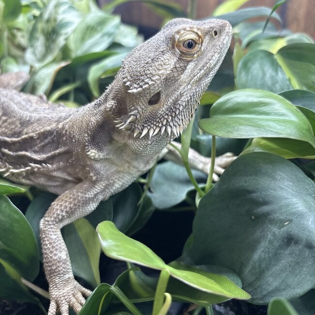 Bearded Dragon 'Snuggles' Female SP