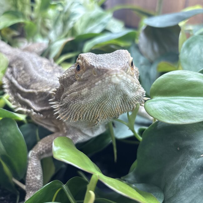 Bearded Dragon 'Snuggles' Female SP