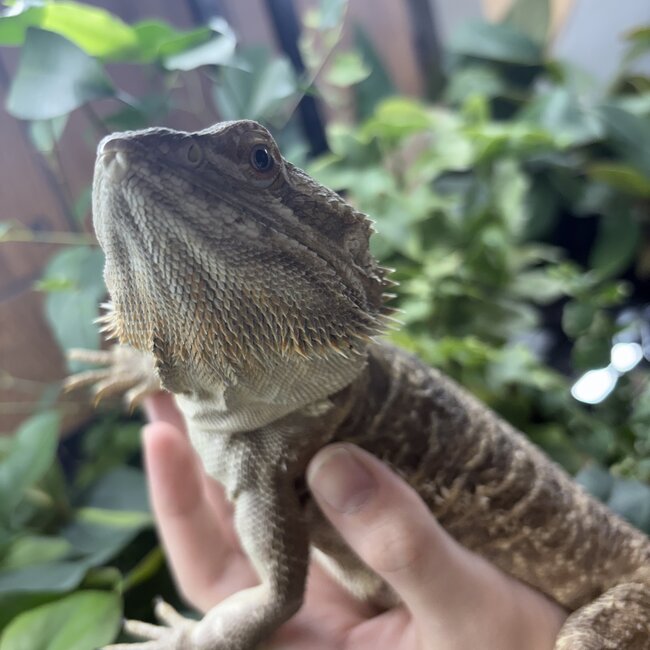 Bearded Dragon 'Snuggles' Female SP