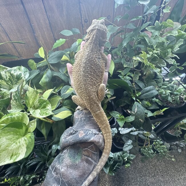 Bearded Dragon 'Leonard' Male SP