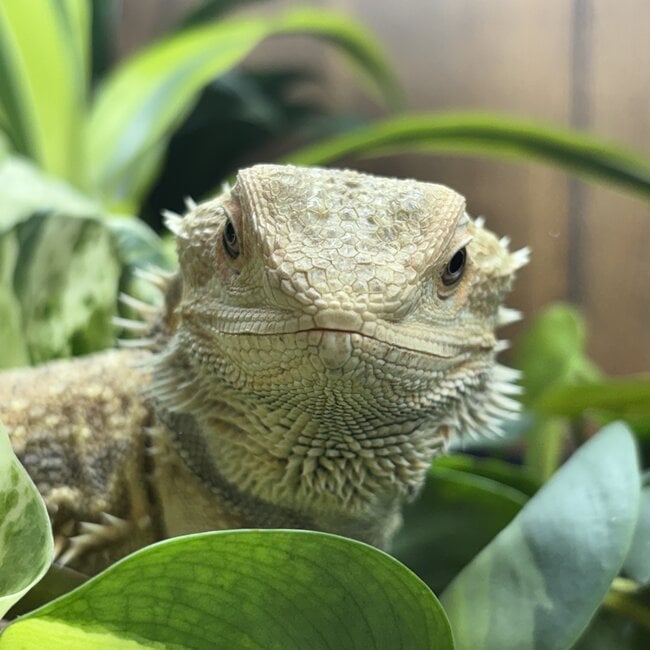 Bearded Dragon 'Leonard' Male SP