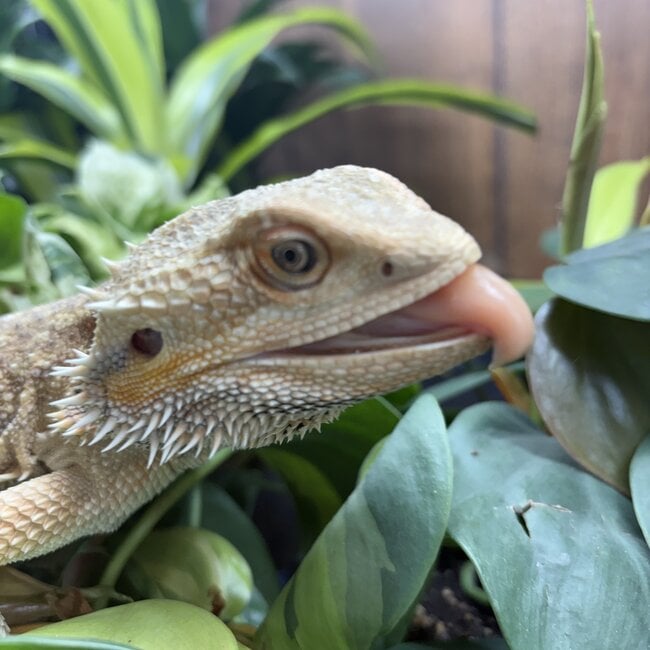 Bearded Dragon 'Leonard' Male SP