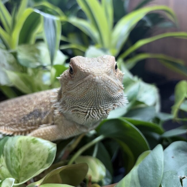 Bearded Dragon 'Leonard' Male SP