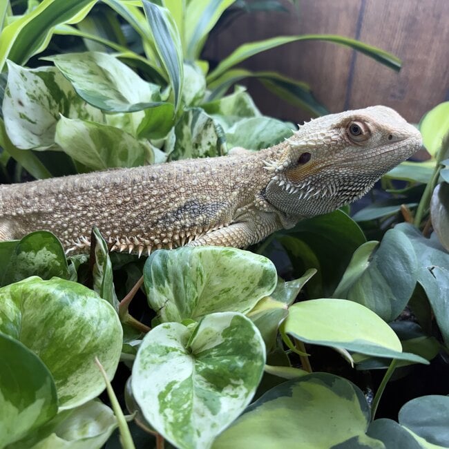 Bearded Dragon 'Leonard' Male SP