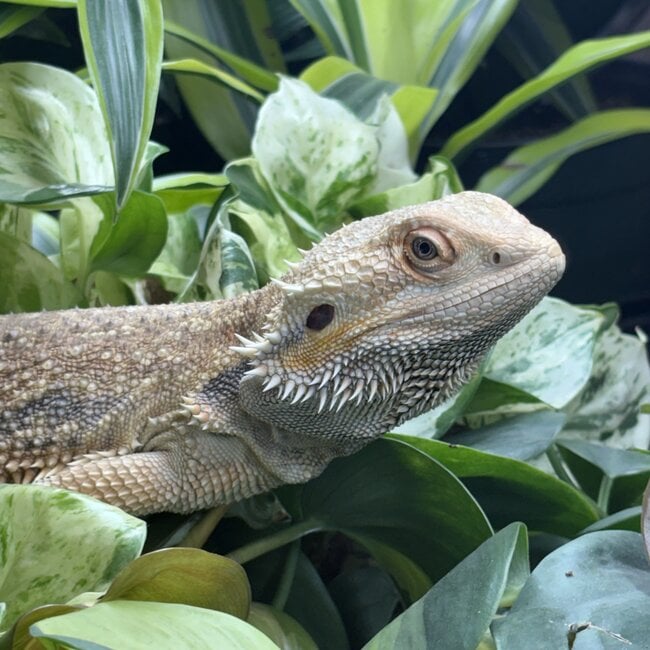 Bearded Dragon 'Leonard' Male SP