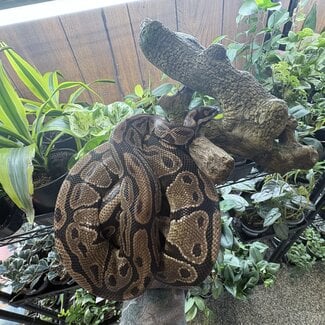 Ball Python 'Waldo' Male SP