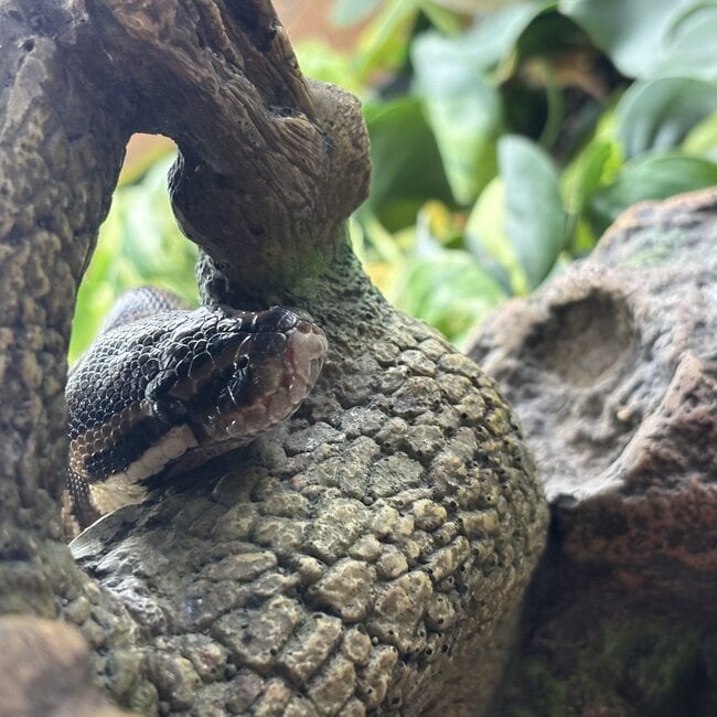 Ball Python 'Waldo' Male SP